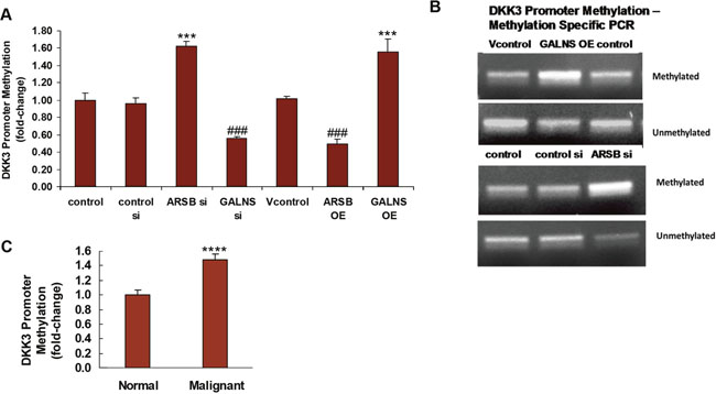 DKK3 promoter methylation is increased by ARSB silencing or GALNS overexpression.