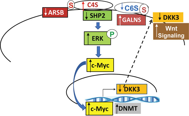 Schematic of signaling pathway from chondroitin sulfates to the regulation of Wnt signaling by DKK (Dickkopf Wnt signaling pathway inhibitor)3.