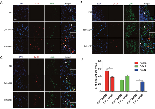 Effect of intravenously transplanted NSCs differentiation in ischemic stroke rats.