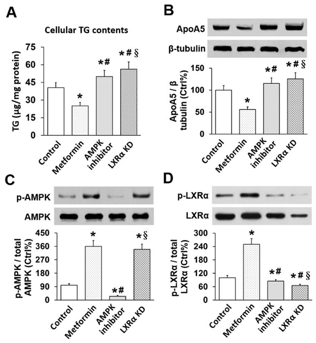 Effects of metformin on TG, apoA5, and phosphorylation of AMPK and LXR&#x03B1; in mouse hepatocytes.