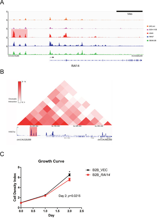 ChIP-seq binding profiles, Hi-C heat map at RAI14 in A549 and growth curve.