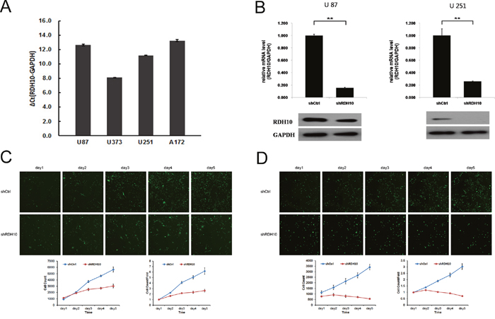 Lentiviral-mediated RDH10 knockdown suppressed human glioma proliferation.