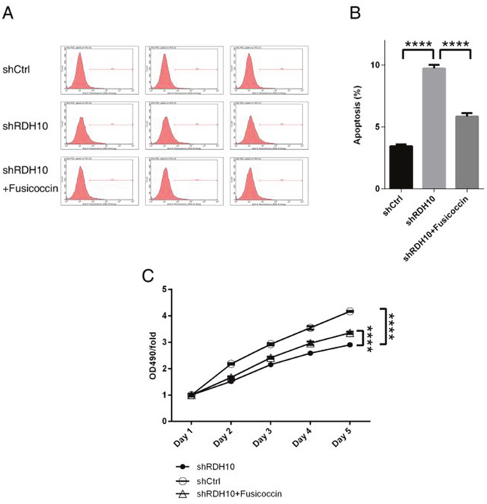 NF-&kappa;B agonist rescued abnormal cellular apoptosis and proliferation induced by RDH10 knockdown in U-87 cells.