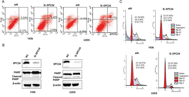 SPC24 knockdown promotes apoptosis and G1-S cell cycle arrest in 143B and U2OS cells.