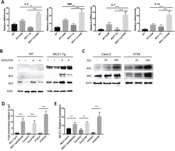 Chronic Inflammation promotes MUC1 expression via NF-&kappa;B activation.