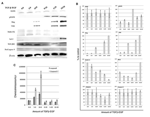 Effects of TGF&#x3b2;1 and EGF on EMT, apoptosis and CK expression in MCF-7 cells.