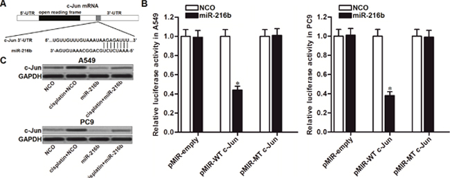 MiR-216b suppresses c-Jun expression in NSCLC.