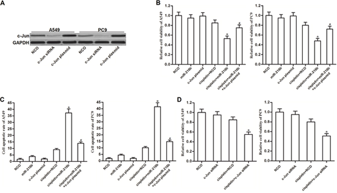 MiR-216b sensitizes NSCLC cells to cisplatin treatment through decreasing the expression of c-Jun.