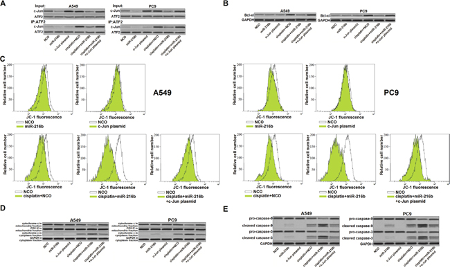 MiR-216b targets c-Jun/Bcl-xl pathway to promote cisplatin-dependent mitochondrial apoptosis in NSCLC.