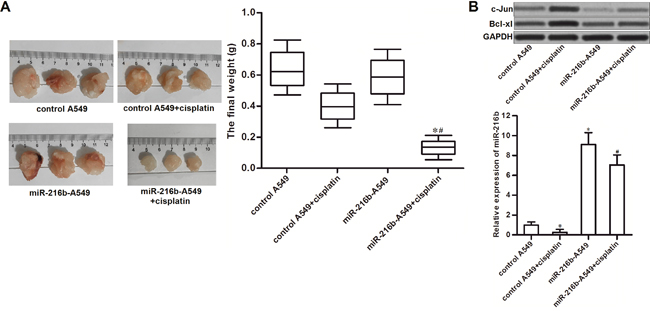Overexpression of miR-216b sensitizes NSCLC to cisplatin treatment in vivo.