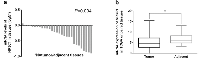 Expression of NR3C1 in tumor/adjacent gastric tissues and correlation of NR3C1 mRNA expression levels with gastric cancer survival.