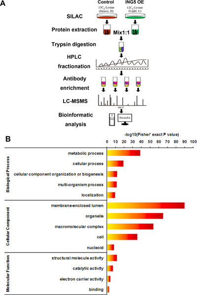 Profiling Lys acetylation proteome in control and ING5 overexpression lung cancer A549 cells.