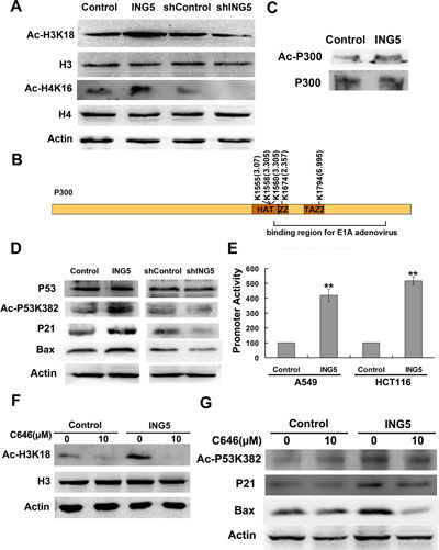 ING5 overexpression promotes histone acetylation and p300 autoacetylation.