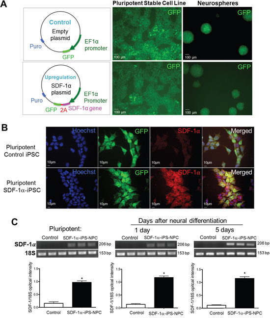 SDF-1&#x03B1; expression before and after neuronal differentiation of iPS cells.