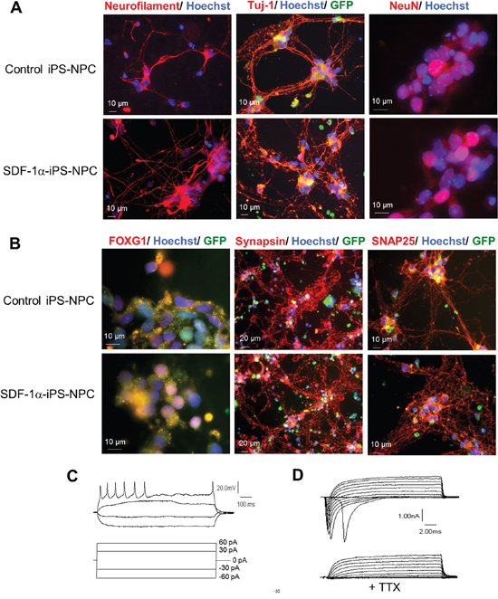 SDF-1&#x03B1;-iPS-NPCs differentiated into functional neurons in vitro.