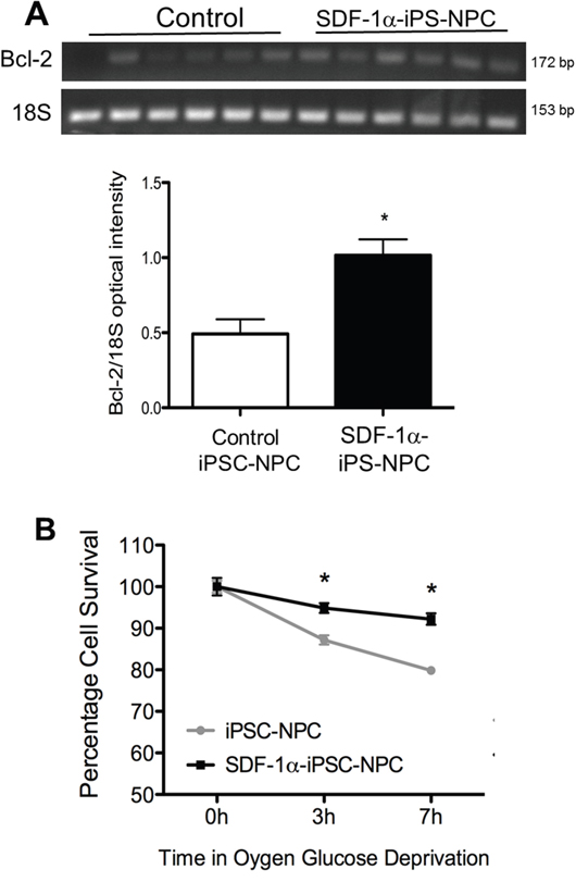 SDF-1&#x03B1; expression increased cell survival after in vitro ischemic insult.