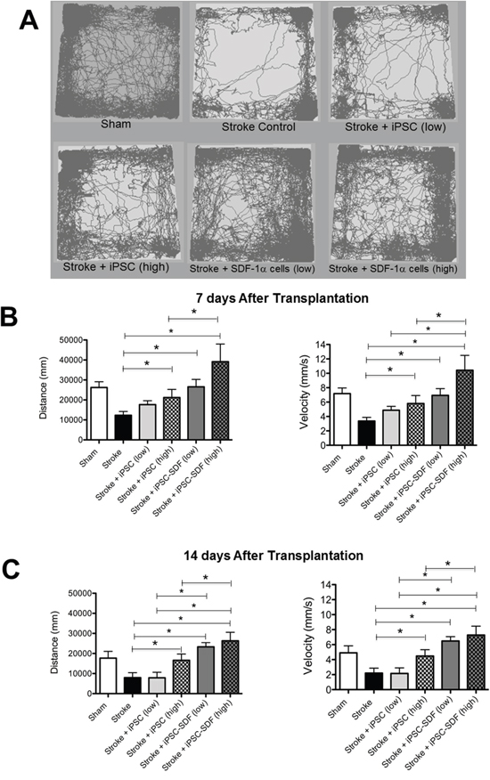 Transplantation of iPS-NPCs increased locomotor functional recovery after stroke.