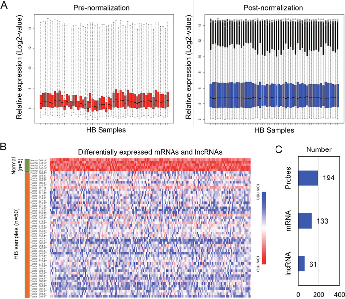 Identification of differentially expressed mRNA and lncRNAs from the HB dataset.