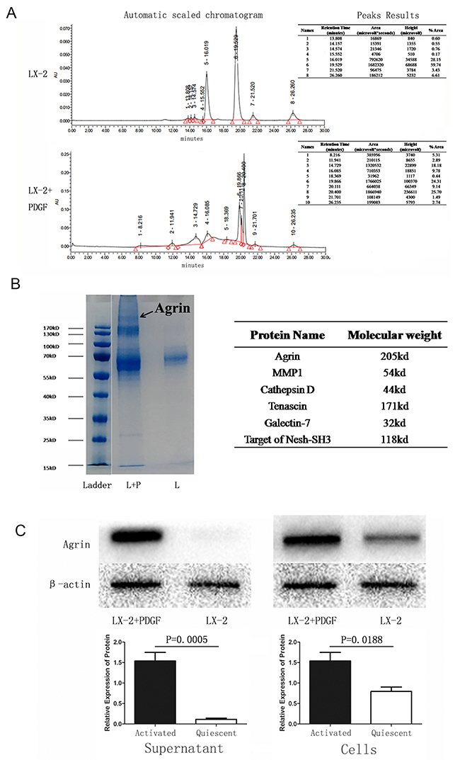 Identification and detection of proteins in the supernatant of quiescent versus PDGF-activated LX-2 cells.