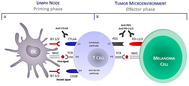 CTLA4 and PD1 regulate different stages of T-cell response.