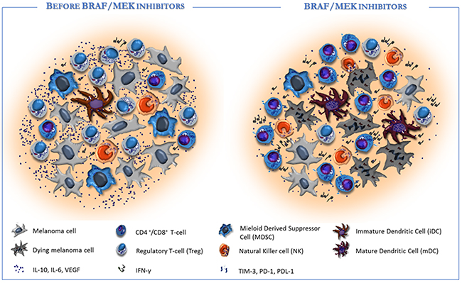 Targeted therapy affects the tumor microenvironment in favour of immune re-activation.