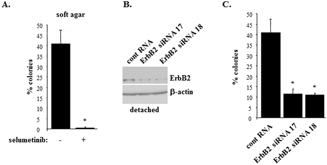 Inhibition of Mek or ErbB2 knockdown block anchorage-independent growth of ErbB2-overproducing breast epithelial cells.