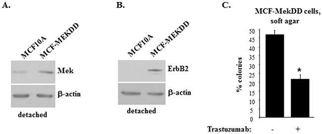 Mek-induced ErbB2 uregulation promotes anchorage-independent growth of breast epithelial cells.