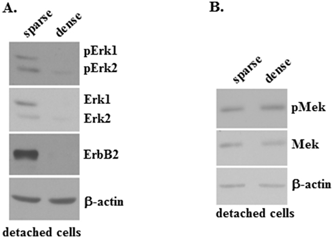 pErk, Erk and ErbB2 protein expression is blocked by an increased density of detached breast tumor cells.