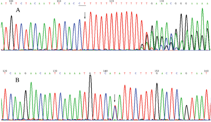 Diagram of the Sanger sequencing for two mutations.