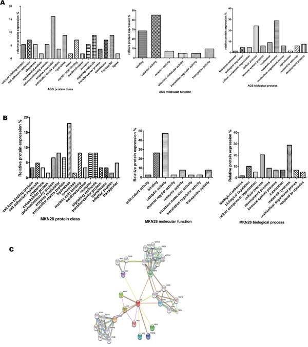 PANTHER analysis of proteins differentially expressed in GC cells.