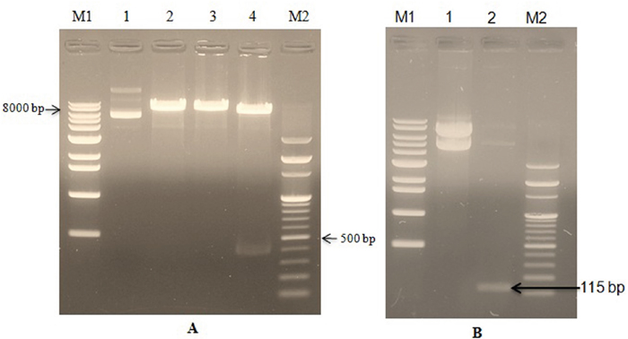 Confirmation of bovine lactoferricin ligation in the recombinant PiggyBac-LFcinB plasmid by restriction enzymes and PCR.