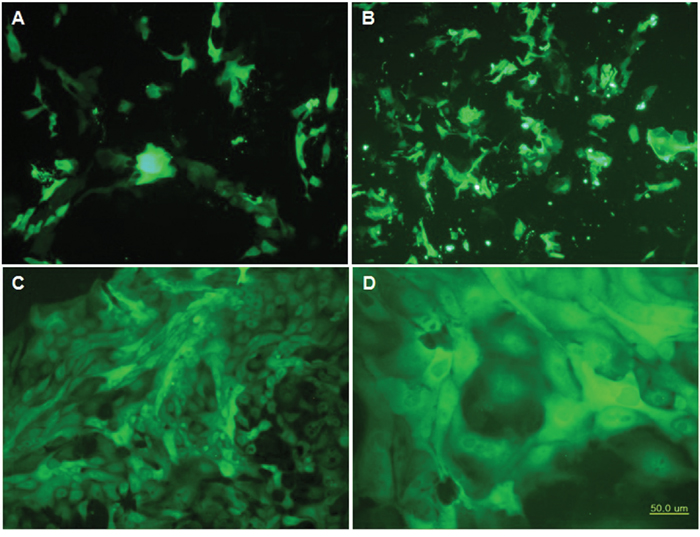 Transfection, expression and establishment of bovine mammary epithelial stable cell lines with recombinant PiggyBac-LFcinB.