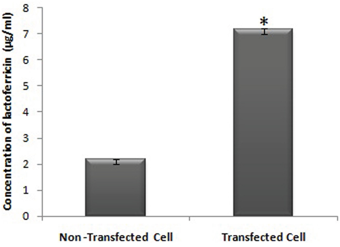 Bovine lactoferricin secretion ability of transfected cells and detection of its concentration in the cell culture medium of transfected and non-transfected bMESCs (P &le; 0. 05).
