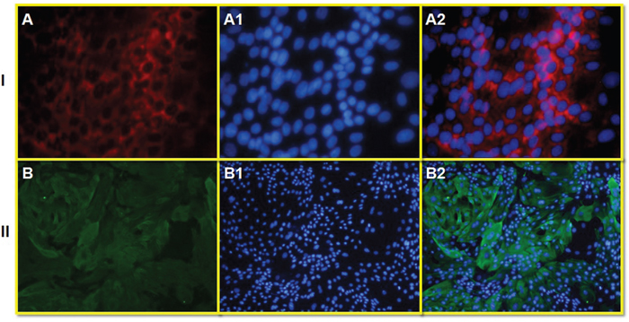 The presence of red fluorescence signals of bovine lactoferricin primary antibody as a marker of successful transfection in cultured bovine mammary epithelial stem cells (bMESCs).