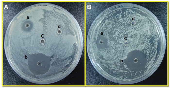 Evaluation of antibacterial activity of recombinant LFcinB against bovine mastitis-causing Gram positive and Gram negative bacteria by agar well diffusion assay.