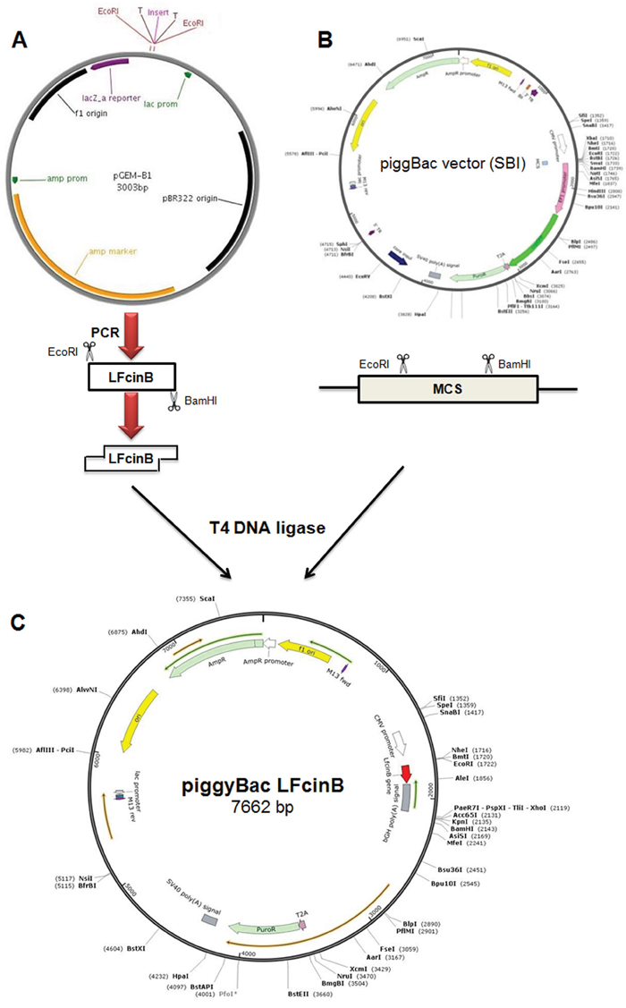 Schematic representation of purification of transgene and construction of recombinant PiggyBac-LFcinB vector.