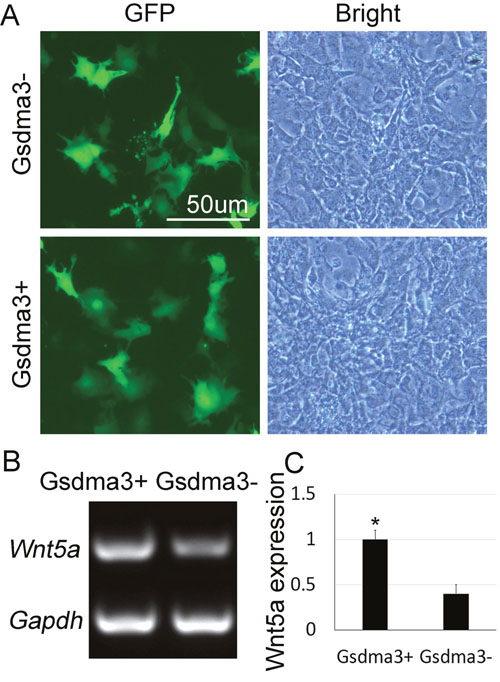 Overexpression of Gsdma3 up-regulates Wnt5a mRNA expression in epidermal cells.