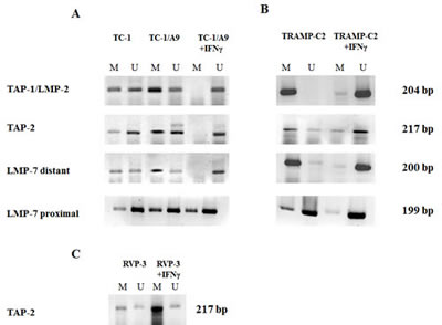 IFN&#x3b3; stimulates DNA demethylation of the APM gene promoter regions.