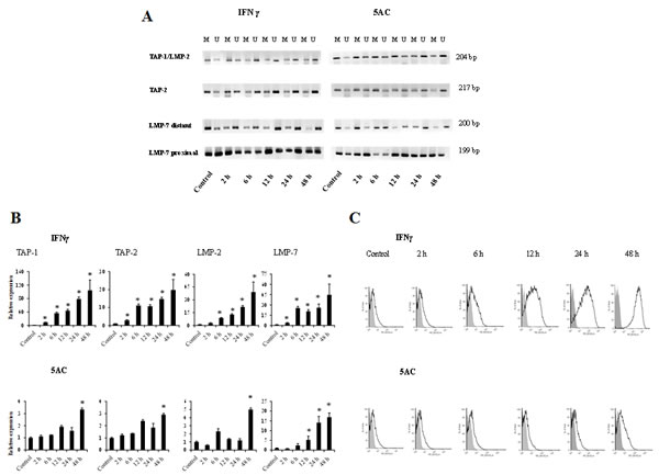 Comparative analysis of the kinetics of DNA demethylation of the APM genes induced by IFN&#x3b3; or 5AC.