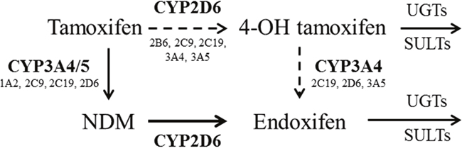 The metabolic pathway of tamoxifen.
