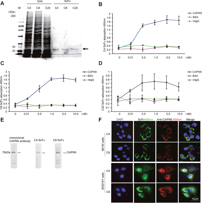 Selection and binding characteristics of CAPN5 scFvs in 661W cells and SHSY5Y cells.