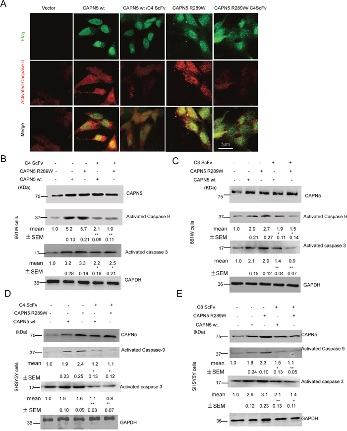 C4 and C8 scFvs reduced activated caspase 3/9 levels induced by CAPN5 overexpression in 661W and SHSY5Y cells.