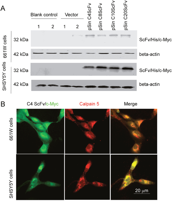 Generation of intracellular CAPN5 antibody fragments in 661W cells and SHSY5Y cells.