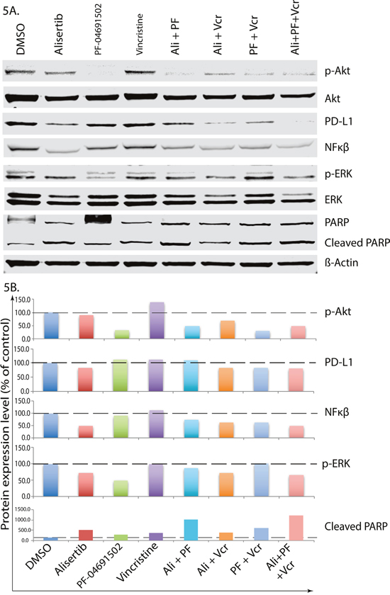 Alisertib plus VCR plus pan-PI3K inhibition abrogates PD-L1 induction and inhibits PTCL cell proliferation.