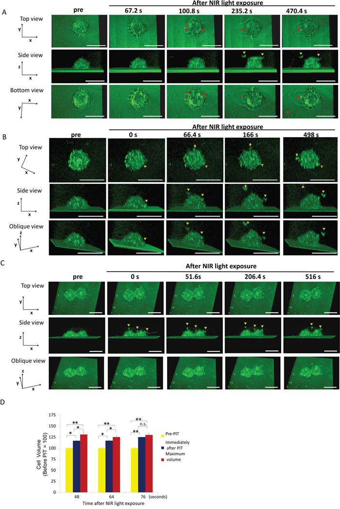 MDA-MB468 cells increased in volume and then ruptured after NIR-PIT.