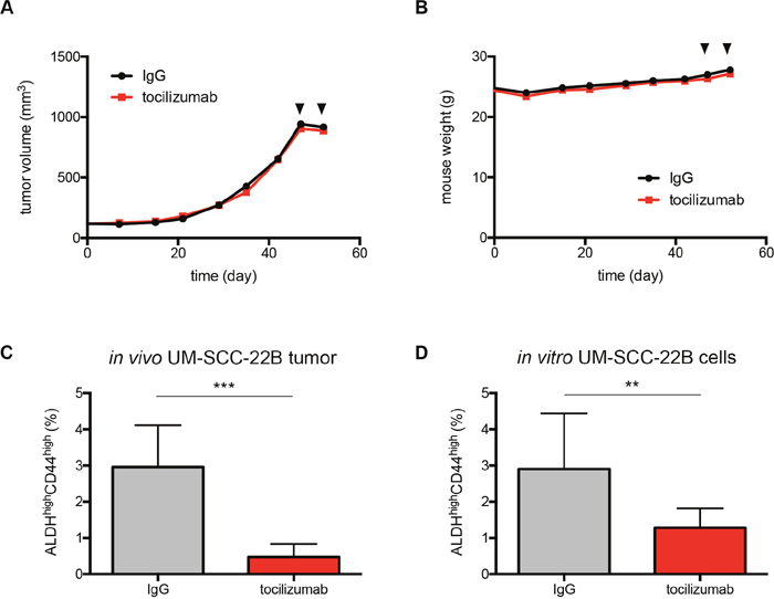 Therapeutic inhibition of the IL-6 pathway decreases the fraction of cancer stem cells.