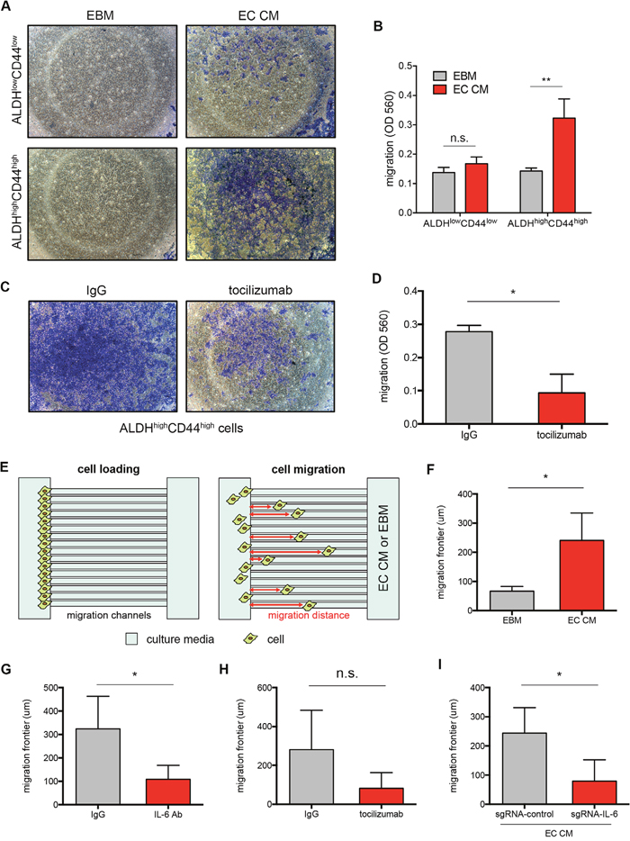 Endothelial cell-secreted IL-6 induces cancer stem cell migration.