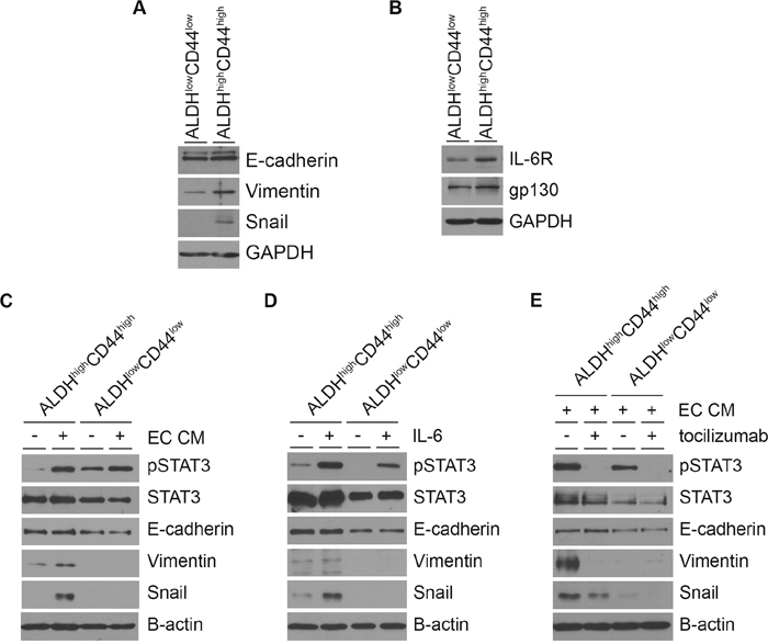 Endothelial cell-secreted IL-6 induces mesenchymal cell marker expression in head and neck cancer stem cells.
