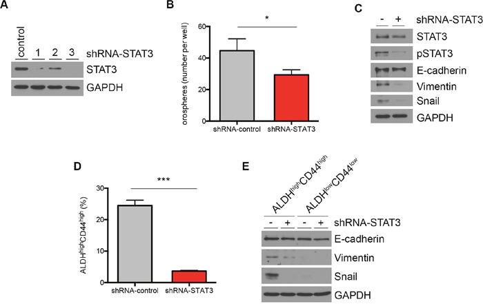 STAT3 regulates mesenchymal cell markers in head and neck cancer stem cells.