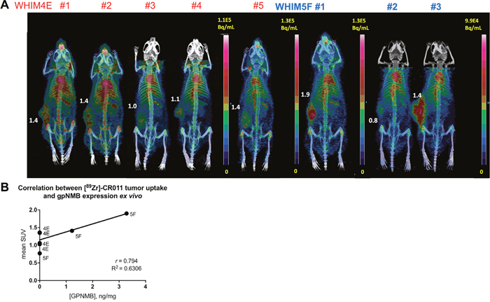 PET/CT imaging of [89Zr]DFO-CR011 in PDX models of TNBC at 7 days post-injection.